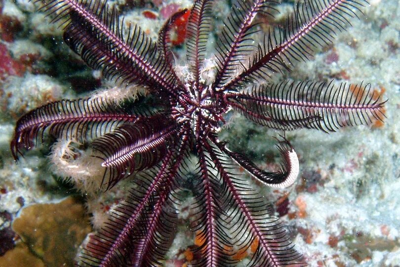 Перьевая морская звезда. Морская звезда с перьями. Морская Лилия перо звезды. Перьевая Лилия морская