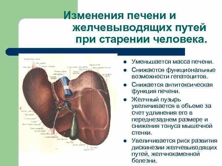 Печень в 2 года. Возрастные изменения печени. Изменения печени при старении. Возрастные изменения печени у пожилых. Особенности печени.