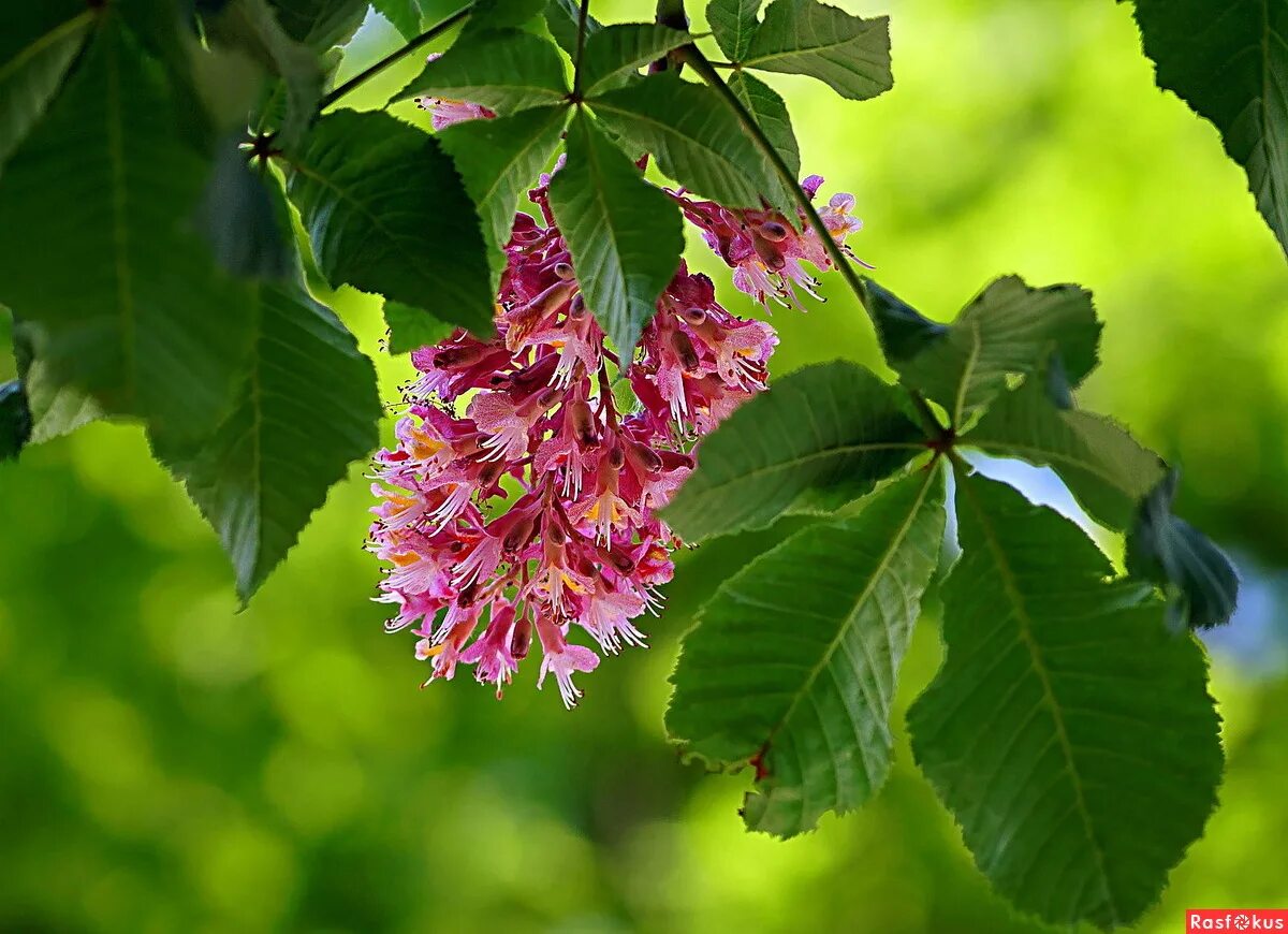 каштан нецветущий дерево. конский каштан калифорнийский. конский каштан обыкновенный. каштан конский розовый. каштан дерево цветы.