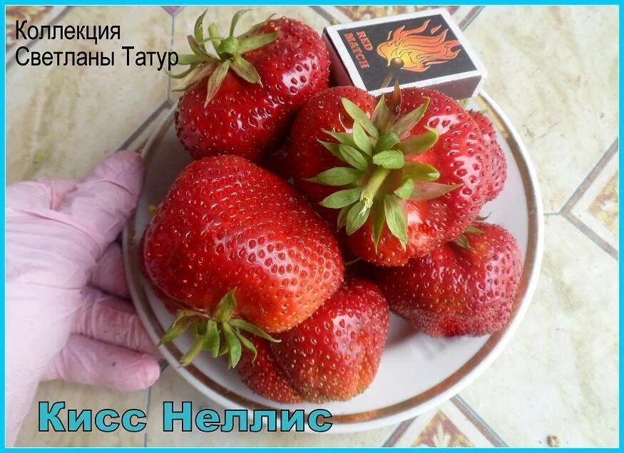 Клубника сорт Кисс Неллис - отзывы, как выращивать?