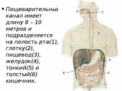 Кишечные каналы