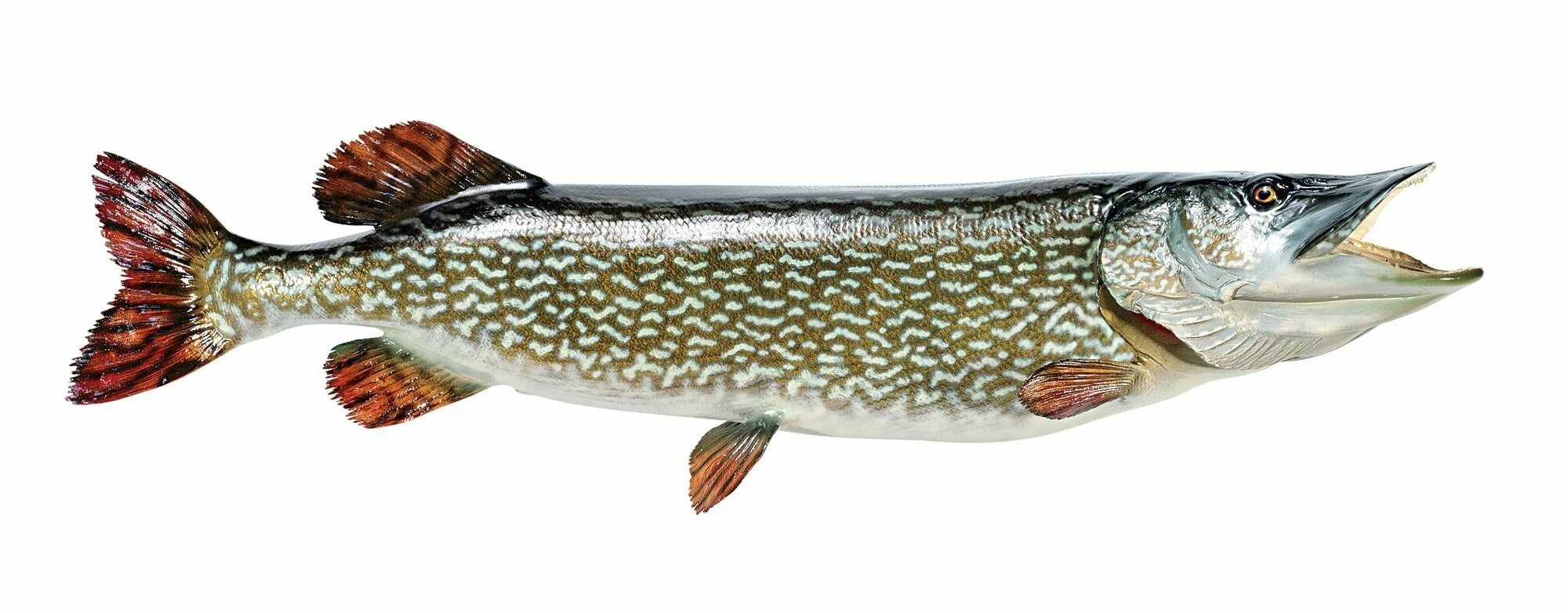 Фон щука. Northern Pike рыба. Балтийская щука. Щука на белом фоне. Щука обыкновенная.