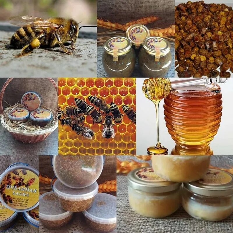 Продукты пчеловодства и их использование. Мёд перга пыльца прополис. Мед с маточным молочком пыльцой и пергой. Перга пыльца прополис маточное молочко. Мед с пергой и прополисом.