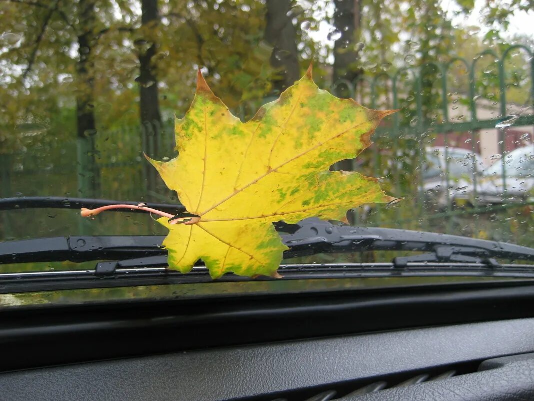 Вдруг среди листвы видишь. Машина осень листья. Автомобиль в осенних листьях. Кленовый лист на стекле авто. Осенний лист на лобовом стекле.