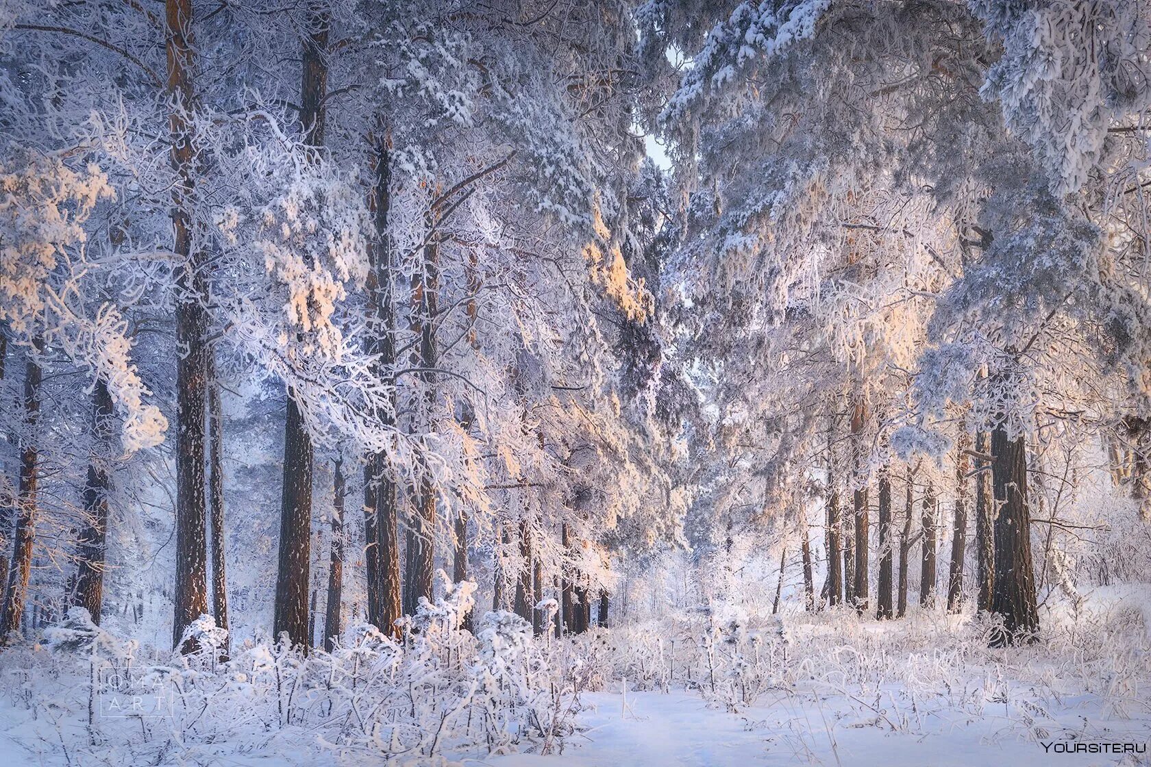 Фф и в морозном лесу я навеки. Морозный лес. Мороз и солнце лес. Декабрь солнце Мороз. Мороз и солнце в зимнем лесу.