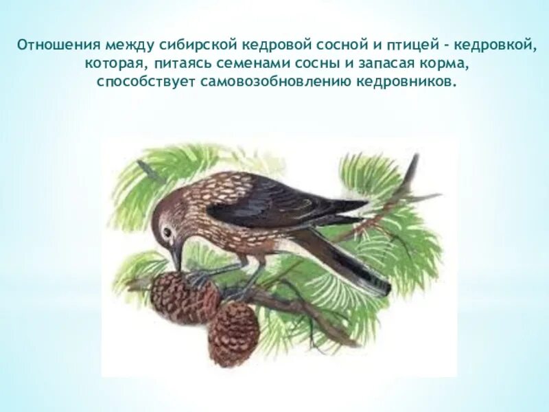 Кедровка и Кедровая сосна. Мутуализм Кедровка и Кедровая сосна. Птицы питающиеся семенами хвойных. Взаимоотношения между Кедровки и кедровой сосны отношения.