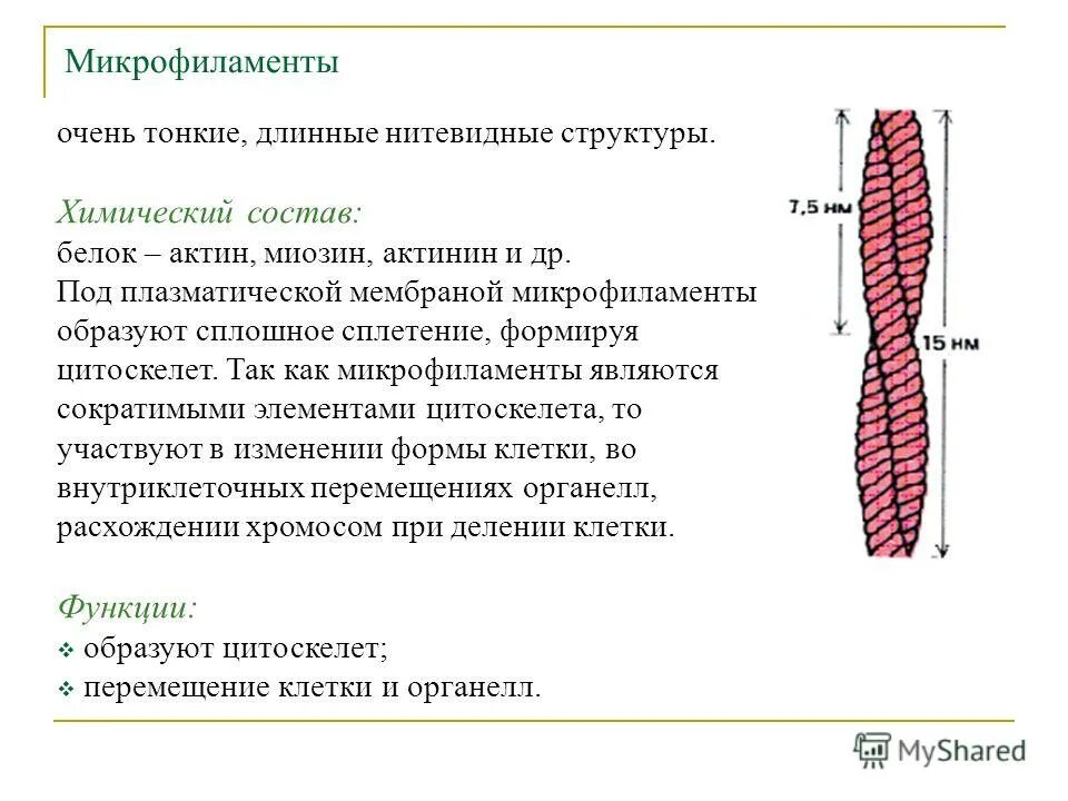Микрофиламенты относятся к органоидам общего назначения. Микрофиламенты относятся к органоидам общего назначения