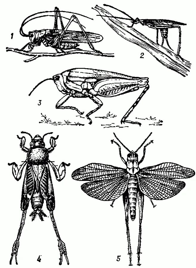 Прямокрылые насекомые представители. Жизненный цикл прямокрылых. Стрекоза отряд Прямокрылые. Прямокрылые Саранча. Для прямокрылых характерны