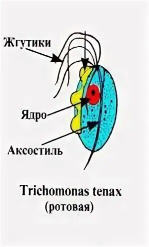 Трихомонада строение. Трихомонада тенакс. ротовая трихомонада строение. аксостиль у трихомонады.