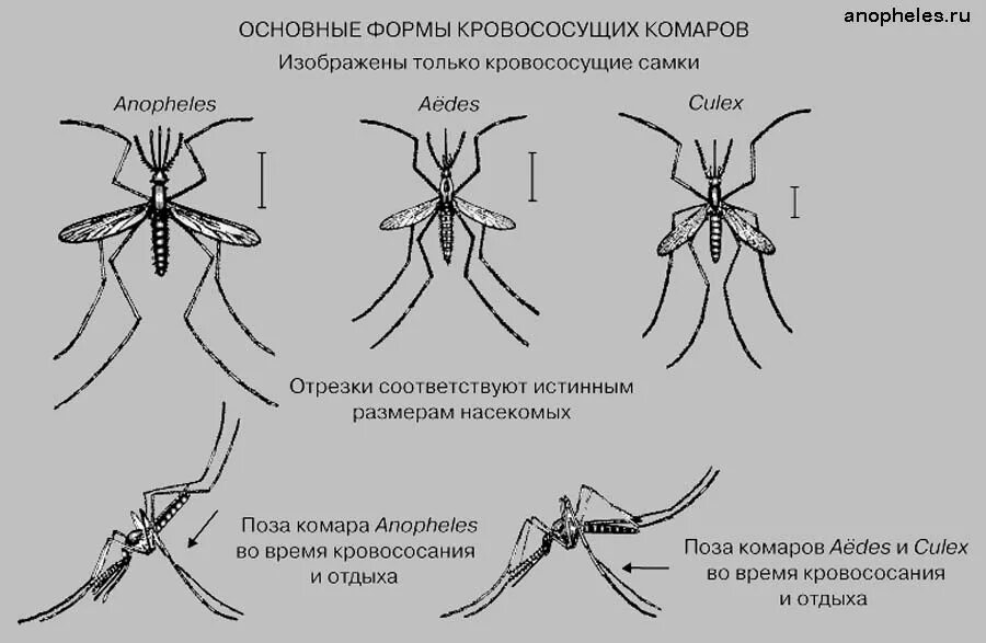 Малярийный комар строение. Малярийный комар долгоножка. Самки комаров рода Anopheles. Малярийный комар отличие. Комар малярийный комар членистоногие двукрылые