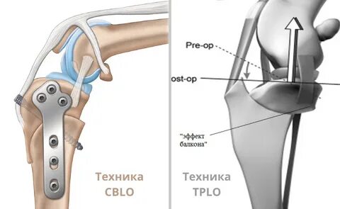 Операция tplo собаке