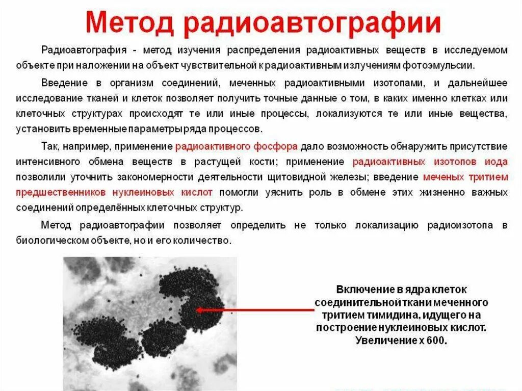 Радиография методы исследования в цитологии. Метод радиографии в цитологии. Радиоавтография метод исследования. Методы исследования в цитологии и гистологии.