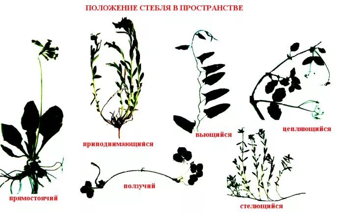 лекционный курс - Стр 4