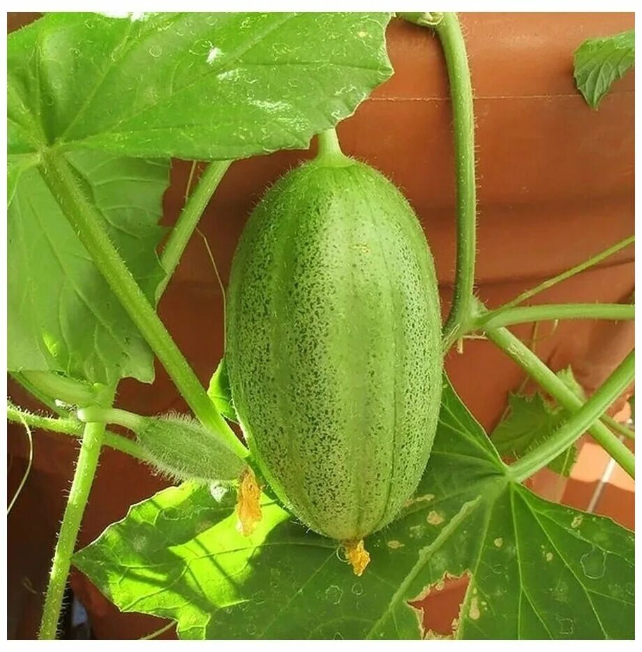 мандурия огурдыня. огурдыня александрия. огурдыня нектарин. огурдыня лартон f1. огурдыня (мандурия) нектарин.