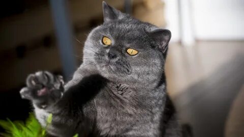 Британская кошка добрая