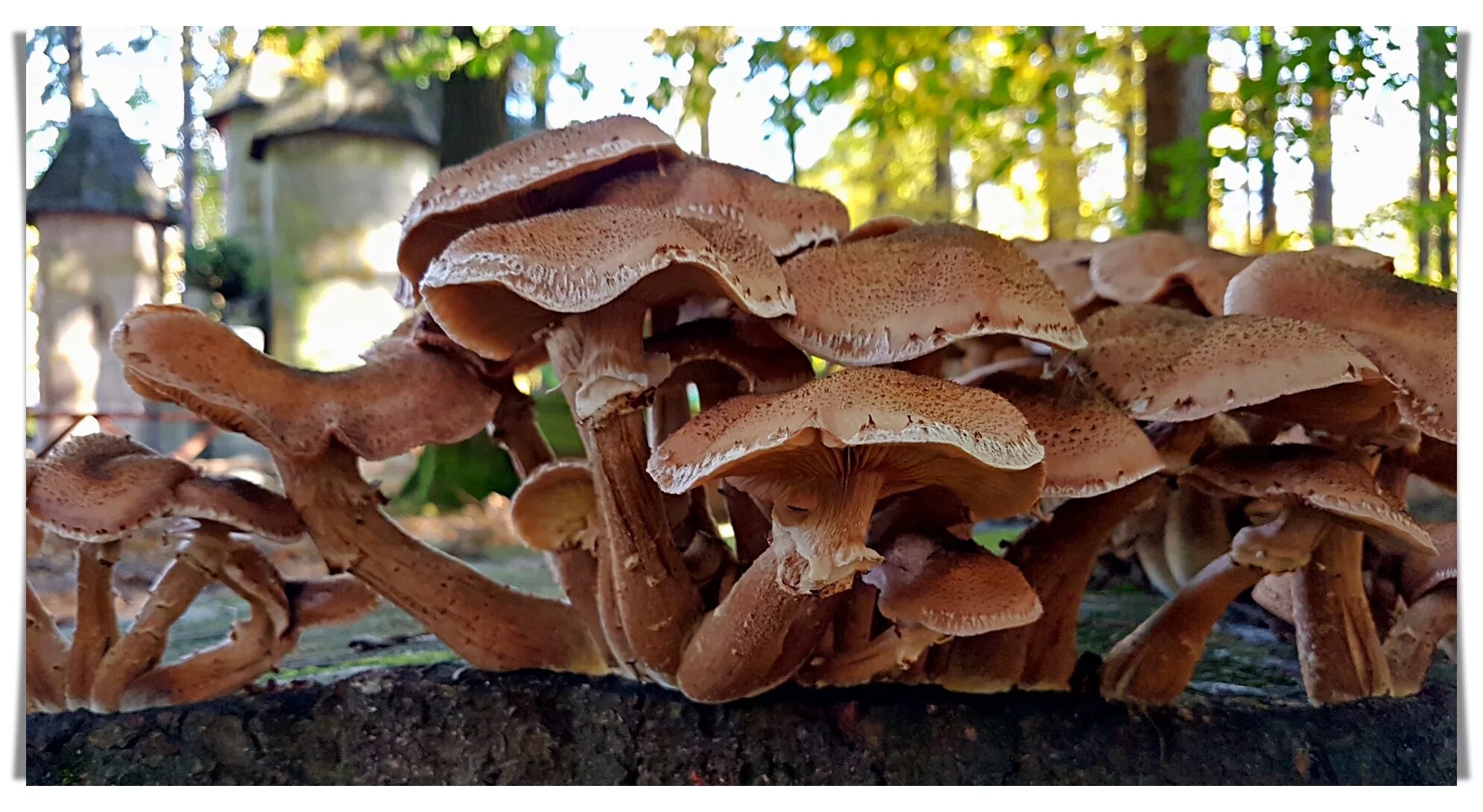 Фотографии ложноопенка кирпично-красного (Hypholoma lateritium) Природная галере