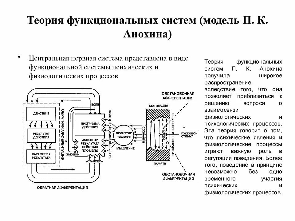 Что понимают под функциональной системой приведите примеры. Теория функциональных систем Анохина. Анохин учение о функциональных системах. Теория функциональной системы по п.к.Анохину. Анохин структура поведенческого акта.