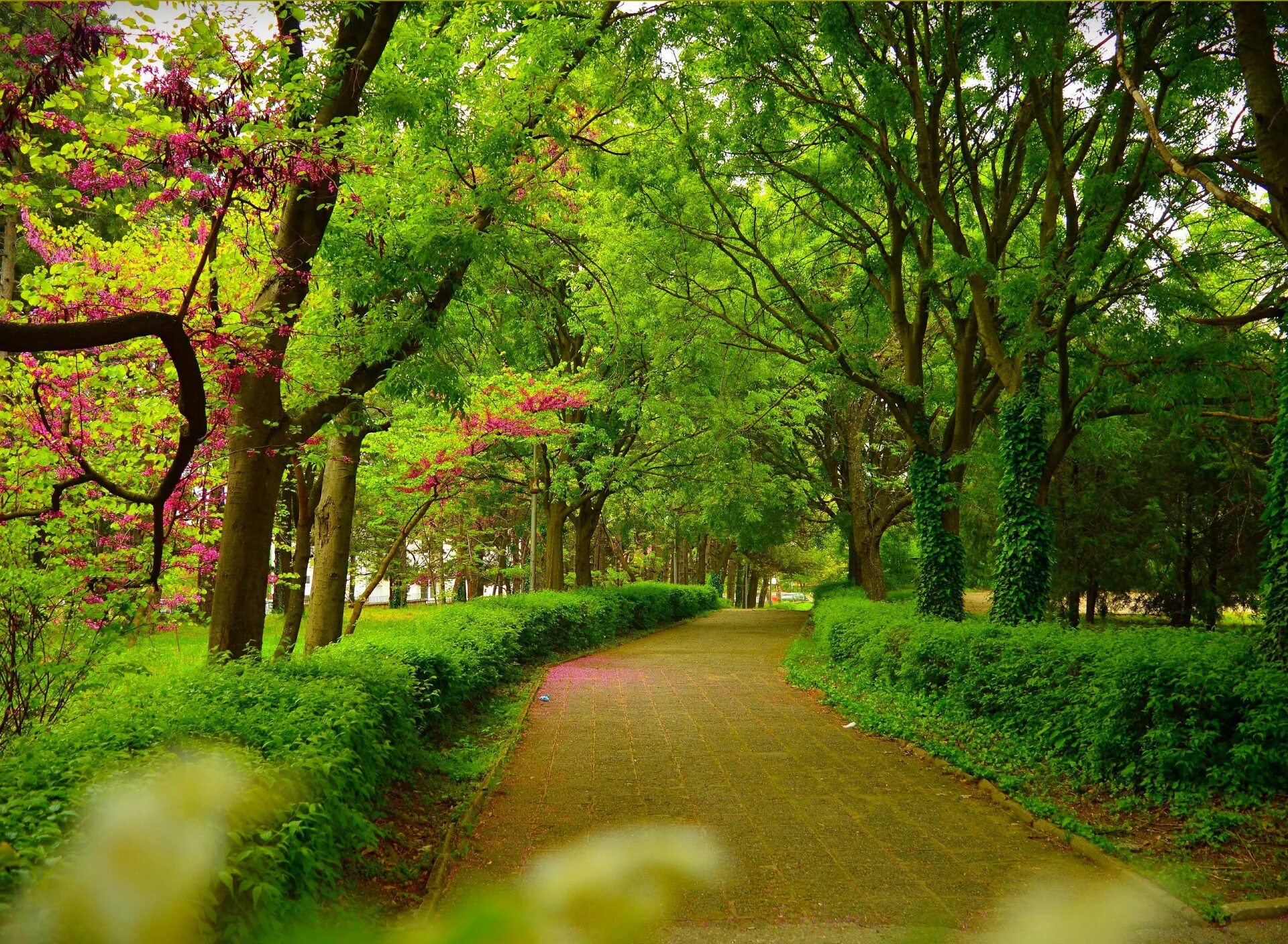 Аллея в парке мансо в париже. Park alley. Липовая аллея отрадный. Лиственные деревья  парк гафури. Фон природа.