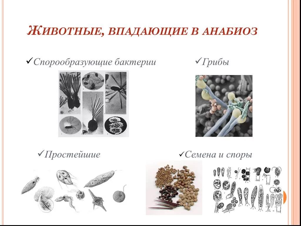 Какие животные впадают в Анабиоз. Анабиоз организмов. Анабиоз примеры животных. Анабиоз бактерий. Споры грибов семена