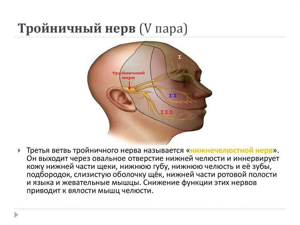 Тройничный черепной нерв. Тройничный черепно мозговой нерв. 1 И 2 ветвь тройничного нерва. Выход ветвей тройничного нерва. 5 Пара тройничный нерв анатомия.