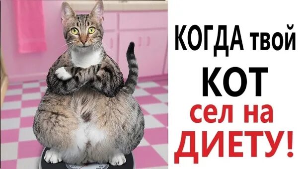 Включи приколы с озвучкой. Смешные коты ржака до слез. Лютые приколы про котов. Приколы с котами Доми шоу. Ржака про котов до слёз.