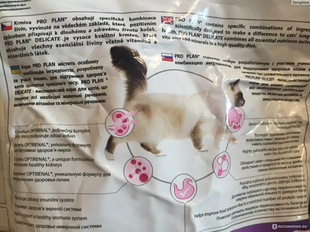 Аллергия у кошек на корм как выглядит Преднизолон для кошек: инструкция по применению, отзывы и аналоги препарата