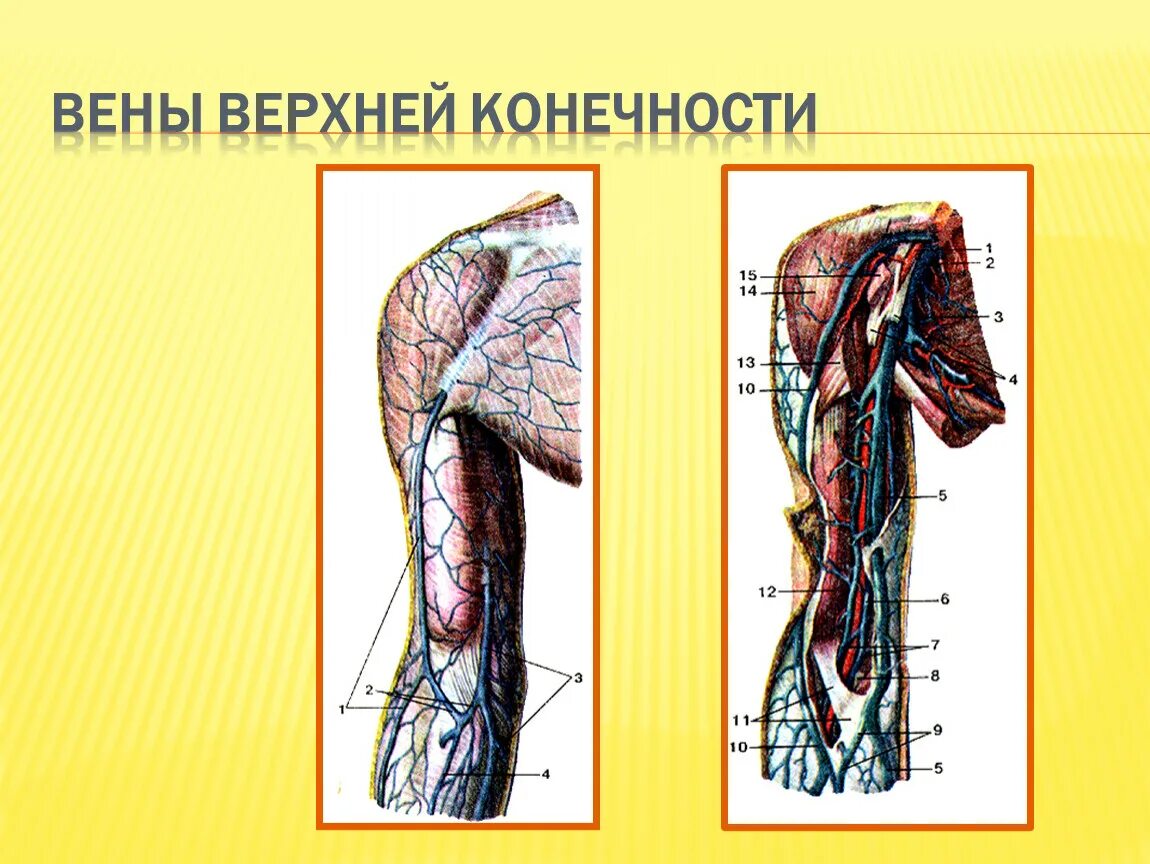 Вены верхней конечности. Вены верхней конечности анатомия. Вены верхней конечности медунивер. Непарные вены верхней конечности. Верхняя конечность ОПХ вены.