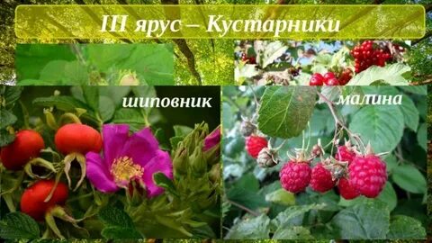 Шиповник малина