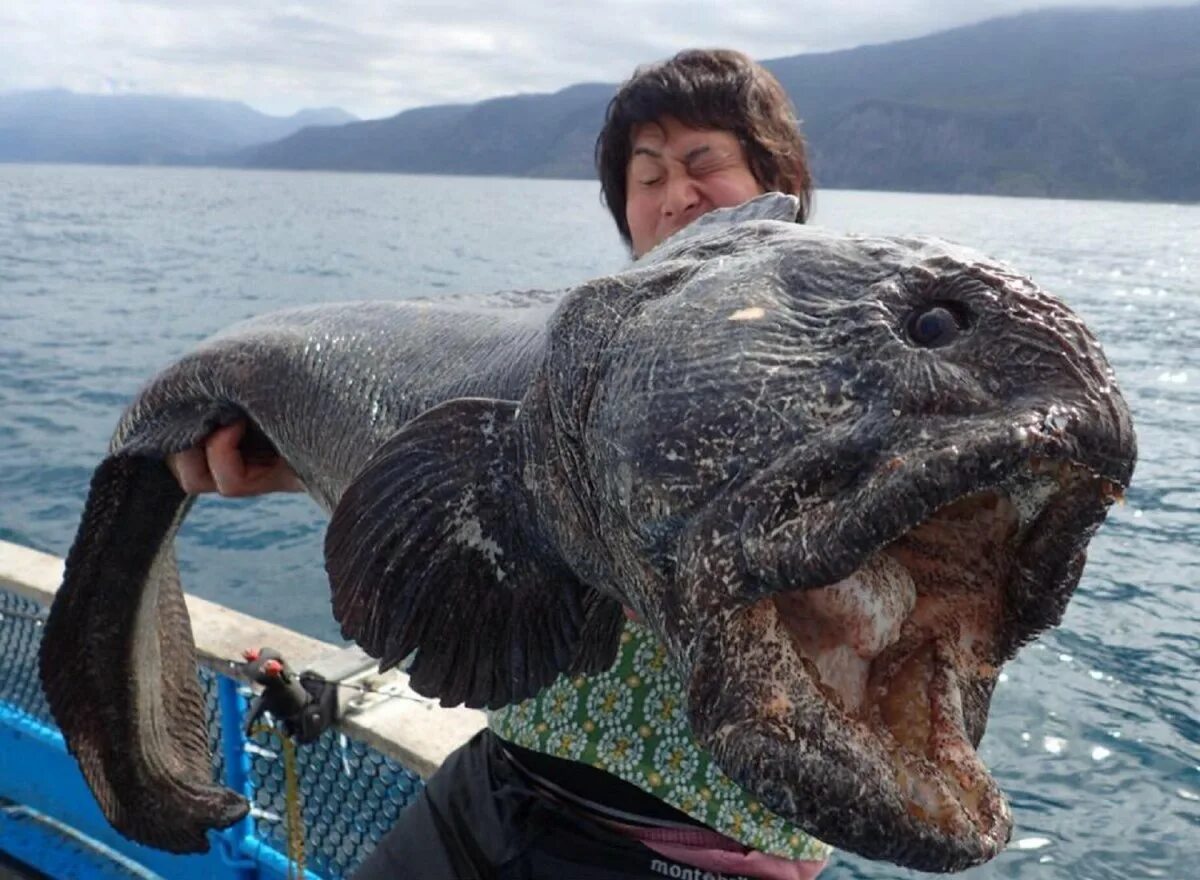 Существуют ли морские. Угревидная зубатка. Морская рыба зубатка. Зубатка атлантическая. Морской волк рыба зубатка.