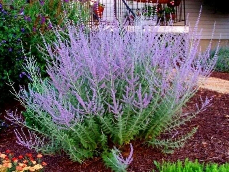 Russian plants. Перовския Perovskia atriplicifolia "Rocketman". Перовския лебедолистная. Перовския Блю. Перовския Блю стил.