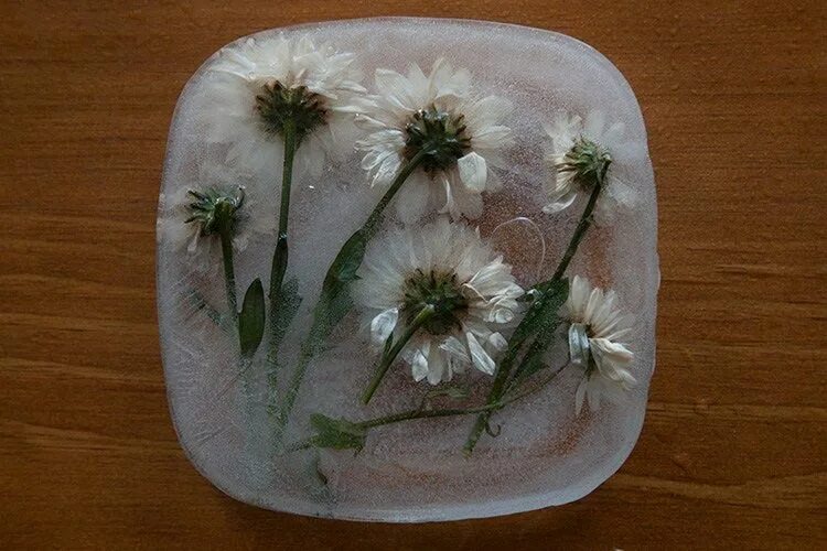 Можно ли заморозить цветы. Заморозить цветы для украшения. Замороженный цветок своими руками в перчике. Заморозить ромашку для лица как во льду.