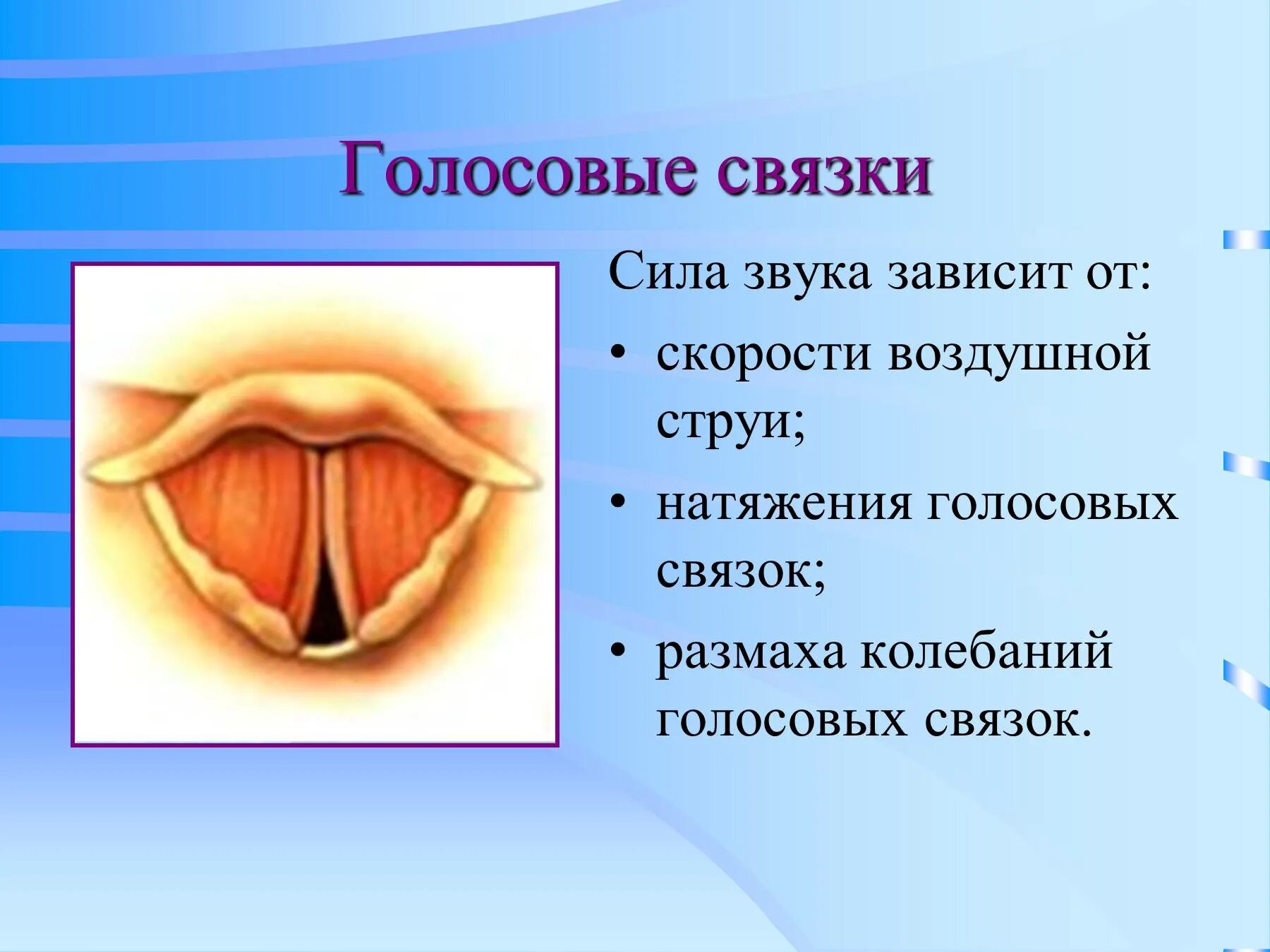 Как влияет на голосовые связки. Строение голосовых связок. голосовые связки у человека. строение голосовых связок человека.