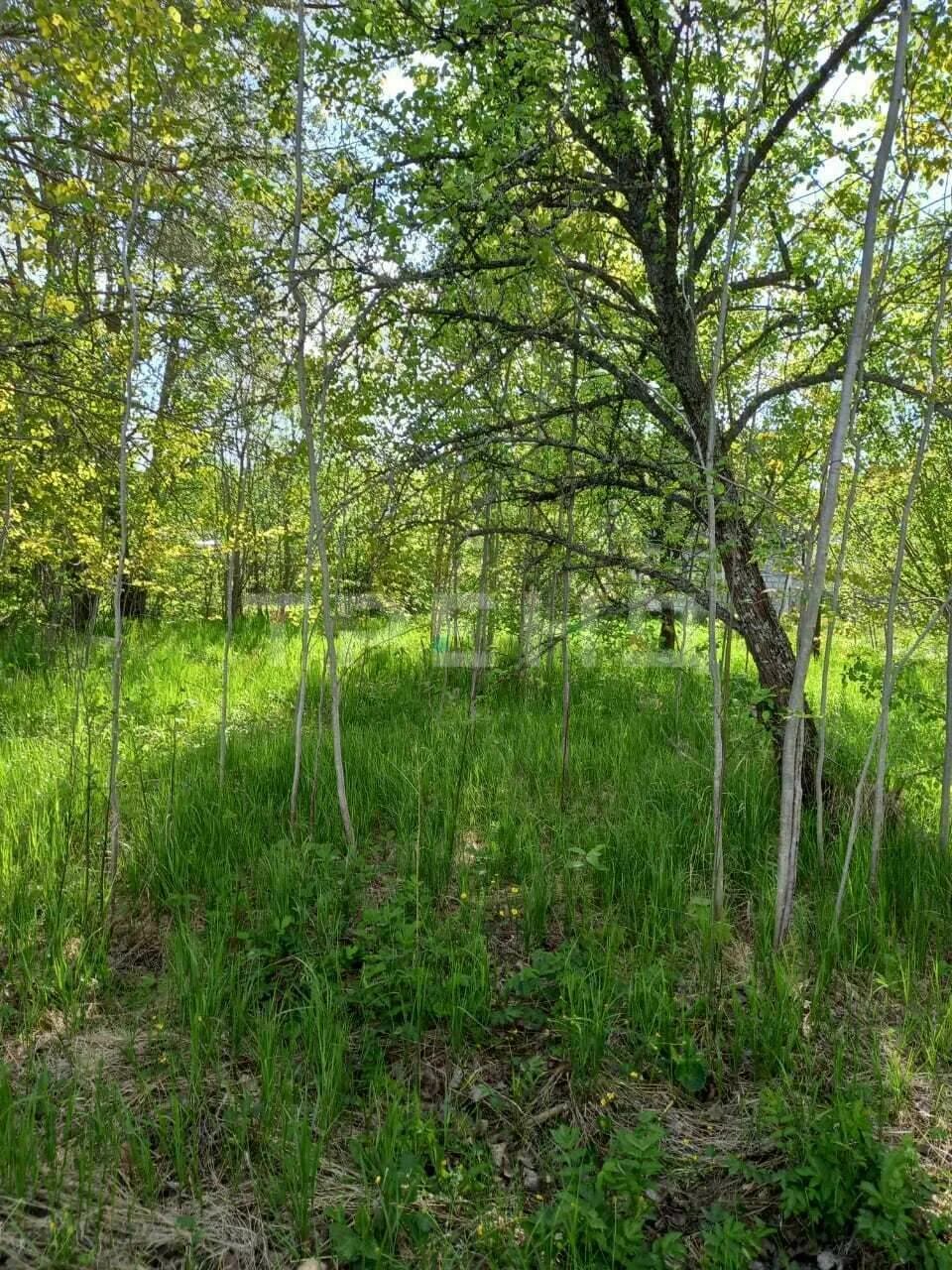чаща снт дружба. панорамный ландшафт. чаща посёлок ленинградская. чаща ленинградская область. лесные участки москва.