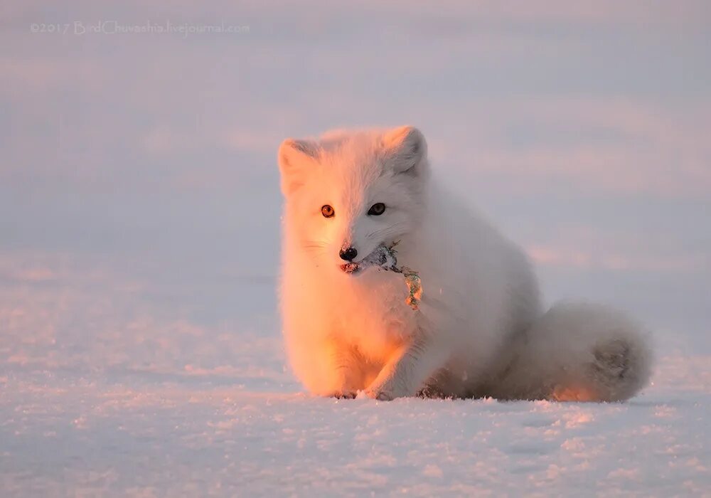 Песец Таймыр. Тундровый песец. Полярная лисица песец. Песец в Арктике. Песец в тайге или тундре