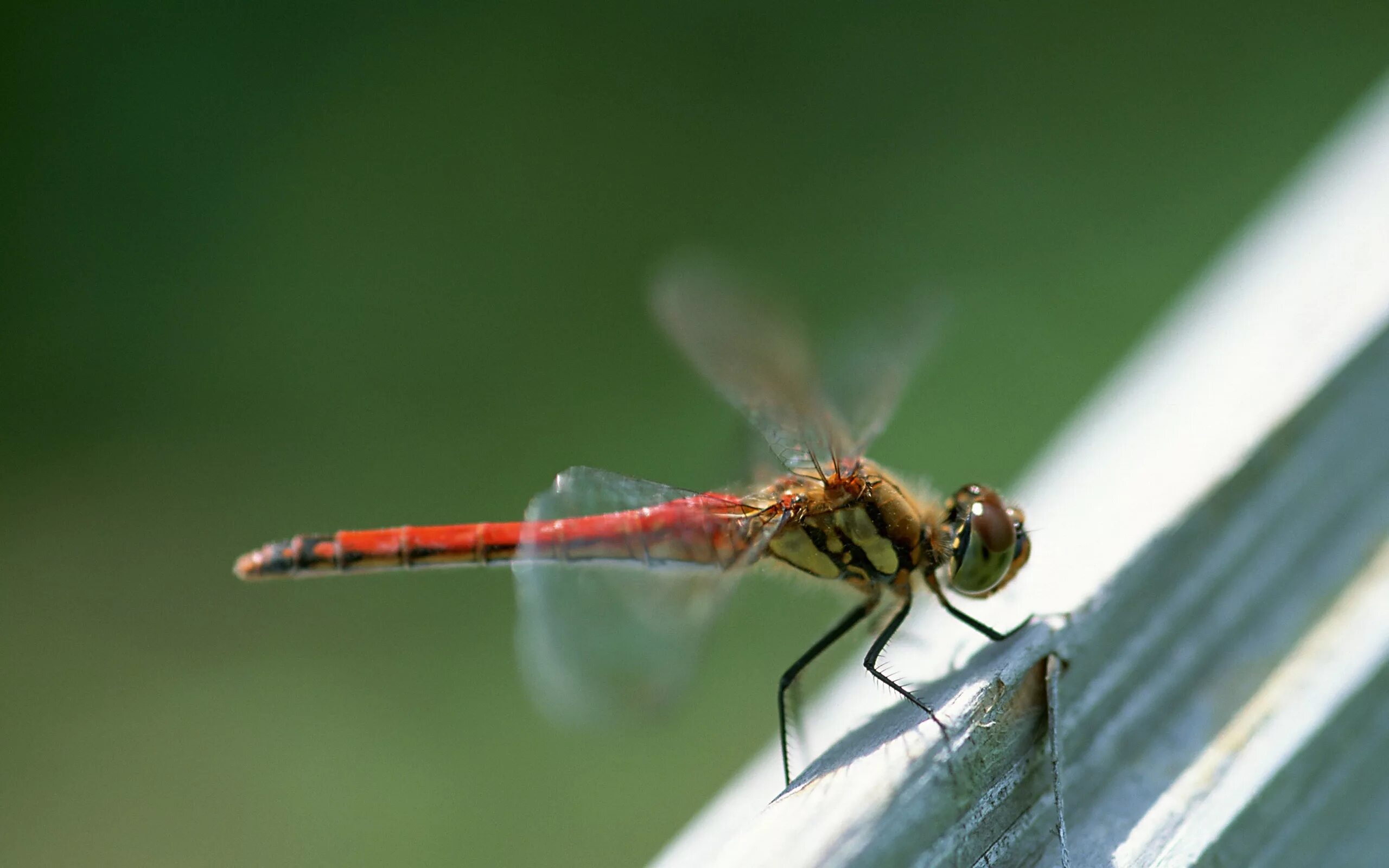 Две пары прозрачных крыльев. Разнообразие стрекоз. Черные мушки с прозрачными крыльями на кустарниках. Стрекоза в приближении. Отряд стрекозы равнокрылые.