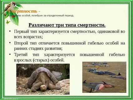 Количество особей