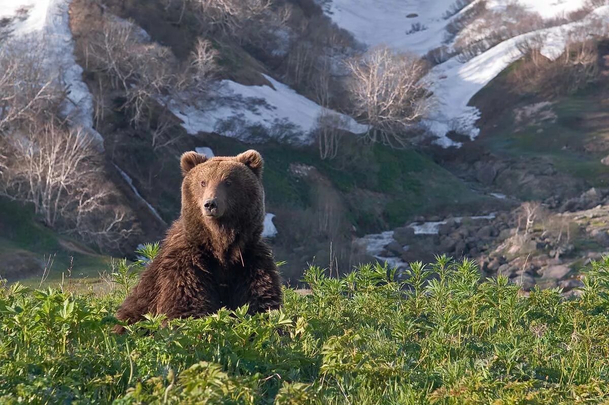 Бурый медведь кавказский заповедник. Камчатский бурый медведь. Бурый медведь Камчатский медведь. Бурый медведь Камчатский медведь Камчатка. Камчатский бурый медведь картинка
