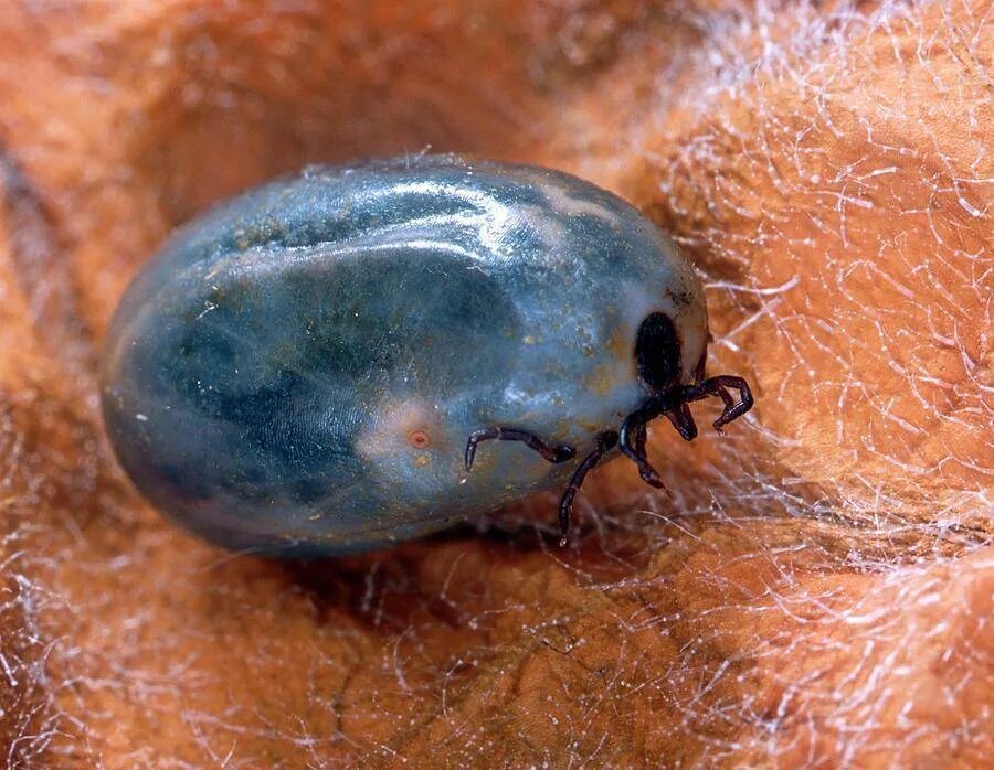 Ixodes vespertilionis. Самый опасный клещ