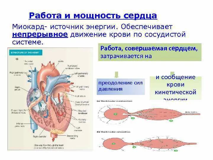 Изменения в работе сердца. Изменения в работе сердца