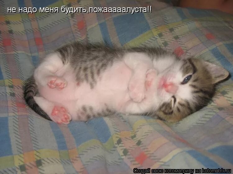 Меня будить. Режим дня аниме. Кот будит хозяйку. Пора вставать рисунок. Разбудите меня весной.