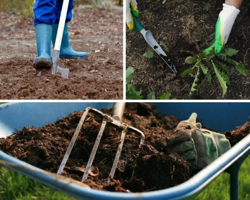 Посадка рододендрона весной в открытый. Окучивание рододендроном. Рододендрон почва. Рододендрон посадка. Рододендрон почва для посадки.