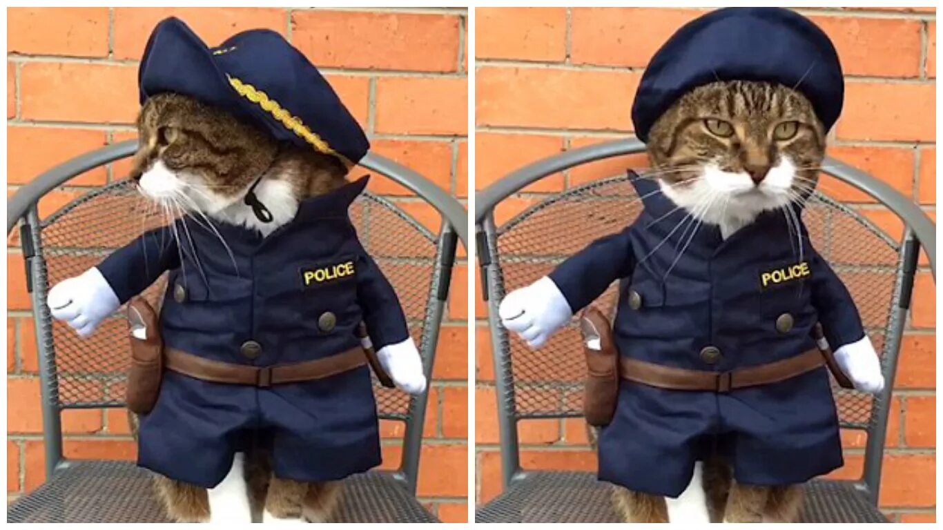 Спец коты