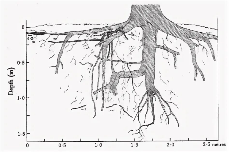 Корневой диаметр. Сосна корневая система пинии. Корневая система кедровой сосны. Корневая система тополя обыкновенного. Корневая система березы глубина.