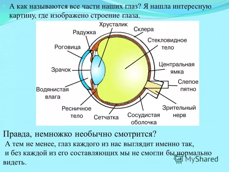 Строение глаза физика 9