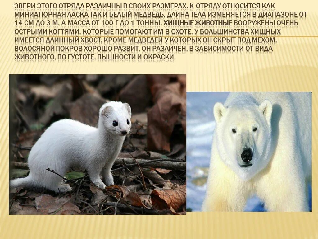 Отряд хищные медвежьи. Семейство медвежьи характеристика. Отряд хищные семейство медвежьи. Семейство медведей представители. К какому отряду относится медведь.