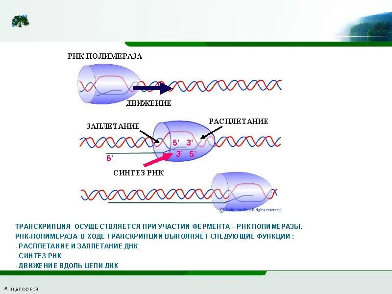 Осуществляется ферментом днк полимеразой. Исходный продукт синтеза РНК ферментом РНК-полимеразой. Продукт синтеза РНК ферментом РНК полимеразой. Исходный продукт синтеза РНК ферментом РНК полимераза схема. РНК полимераза функции в транскрипции.