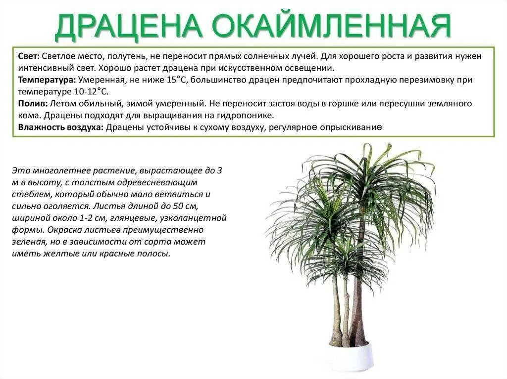 Черешковый или сидячий лист у драцены