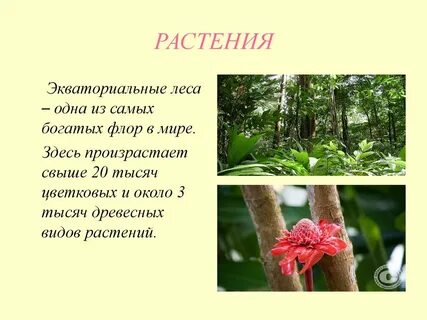 Какие растения растут в экваториальных тропических лесах