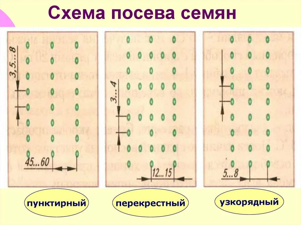 На каком расстоянии сеять семена. Схема посева семян моркови в открытый грунт. Морковь схема посадки в открытый грунт семенами. Способы посева семян в открытом грунте. Схема посева семян сосны обыкновенной.