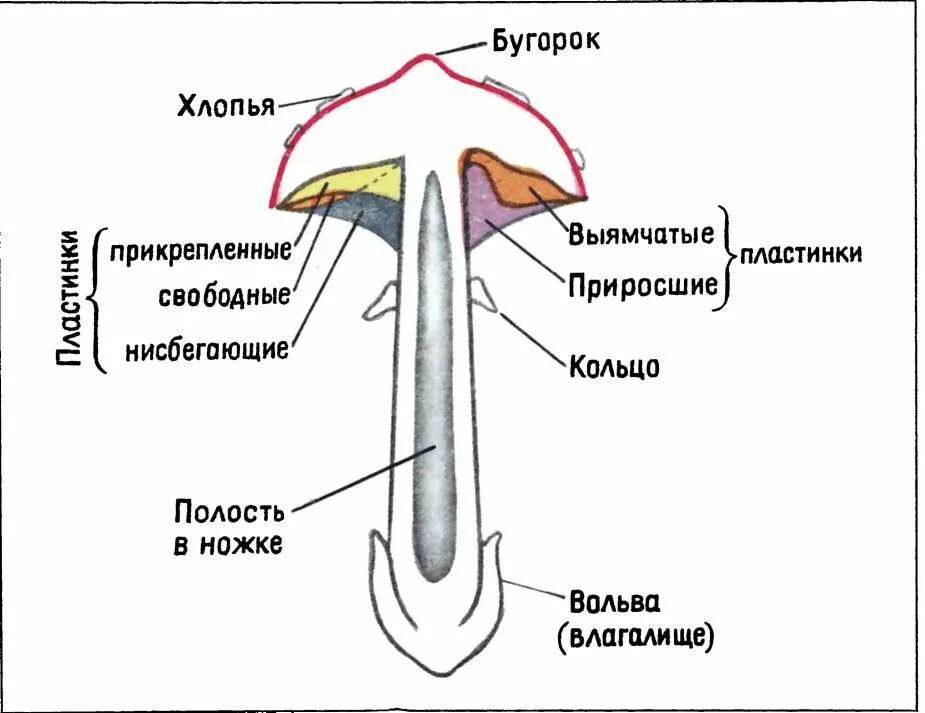 Строение подосиновика. Строение гриба подосиновика. строение подберезовика. строений птдосиновика.